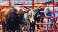 Rodeo Bulls.jpg (53142 bytes)